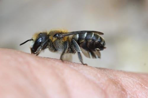 Osmia melanogaster